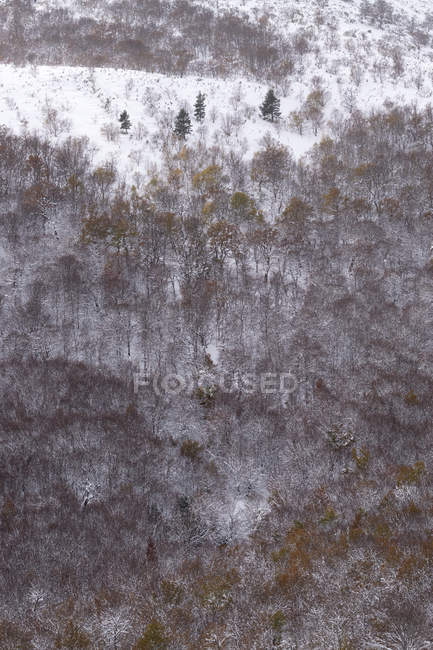 Bosco di faggio coperto di neve e ghiaccio in un paesaggio nebbioso nel nord della Spagna Montagne — Foto stock