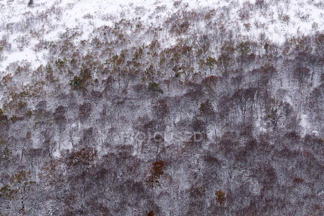 Bosco di faggio coperto di neve e ghiaccio in un paesaggio nebbioso nel nord della Spagna Montagne — Foto stock