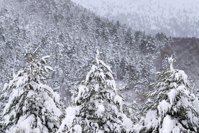 Kiefernwald mit Schnee und Eis in einer nebligen Landschaft im Norden der spanischen Berge — Stockfoto