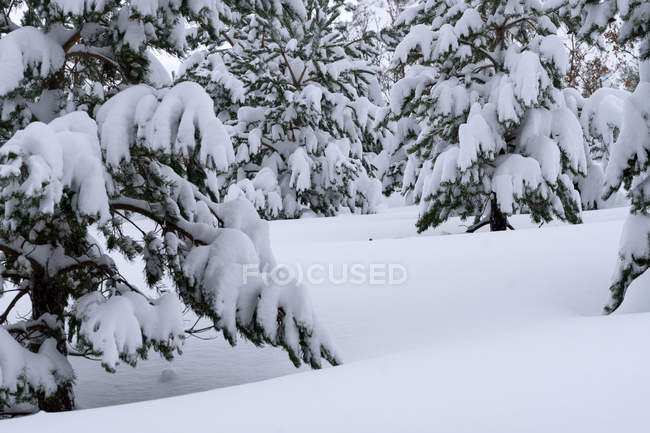 Kiefernwald mit Schnee und Eis in einer nebligen Landschaft im Norden der spanischen Berge — Stockfoto