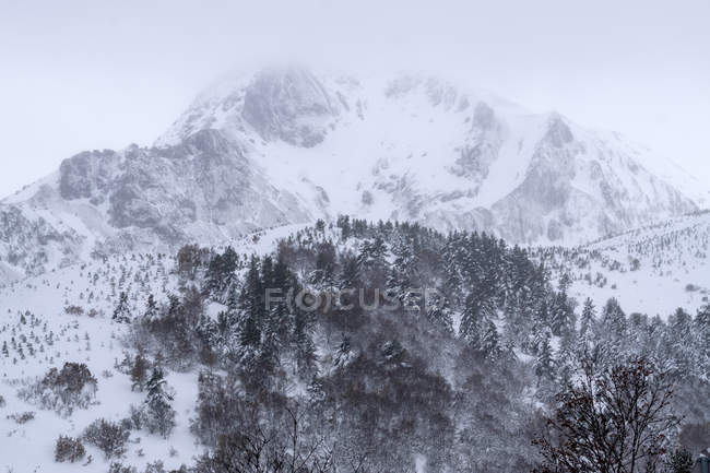 Bosque de hayas cubierto de nieve y hielo en un paisaje brumoso en el norte de España - foto de stock