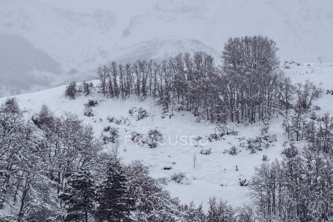 Букові ліси вкриті снігом і льодом у туманному ландшафті на півночі Іспанії. — стокове фото