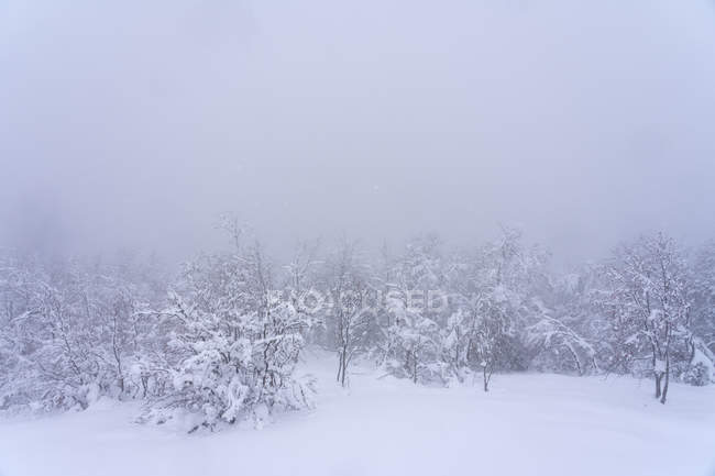 Beech forest covered with snow and ice in a misty landscape in the North of Spain Mountains — Stock Photo