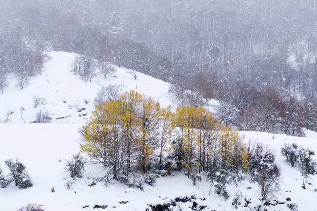 Буковые леса покрыты снегом и льдом в туманном ландшафте на севере Испании Горы с деревьями с осенней листвы — стоковое фото