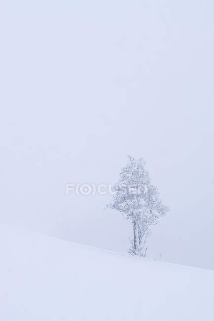 Одинокое дерево, покрытое снегом и льдом в туманном ландшафте на севере Испании — стоковое фото