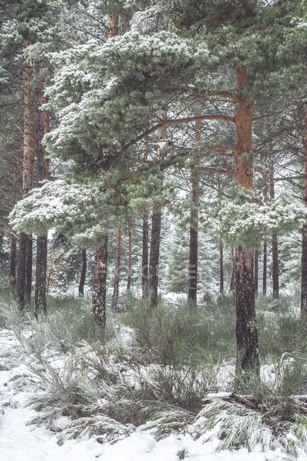 Сосновый лес, покрытый снегом и льдом в туманном ландшафте на севере Испании — стоковое фото