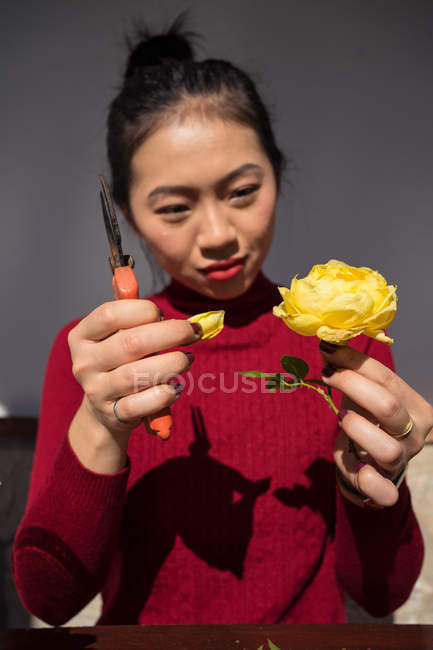 Азійка розриває пелюстку з жовтої троянди. — стокове фото