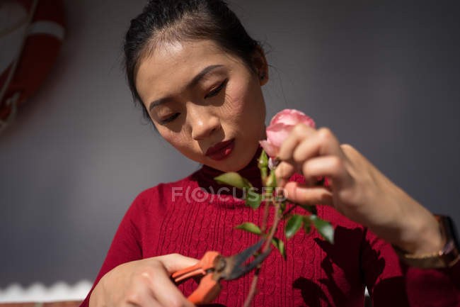 Низкий угол юной азиатки, одетой в бордовую водолазку, сосредоточенную на срезании стебля розовой розы с секаторами в помещении — стоковое фото
