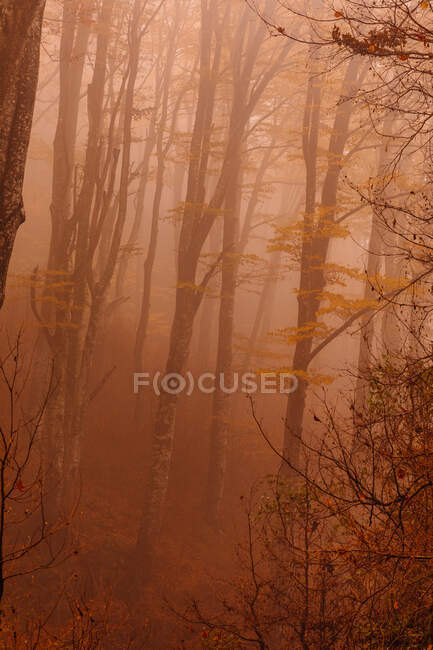 Bosque con colores otoñales entre niebla - foto de stock