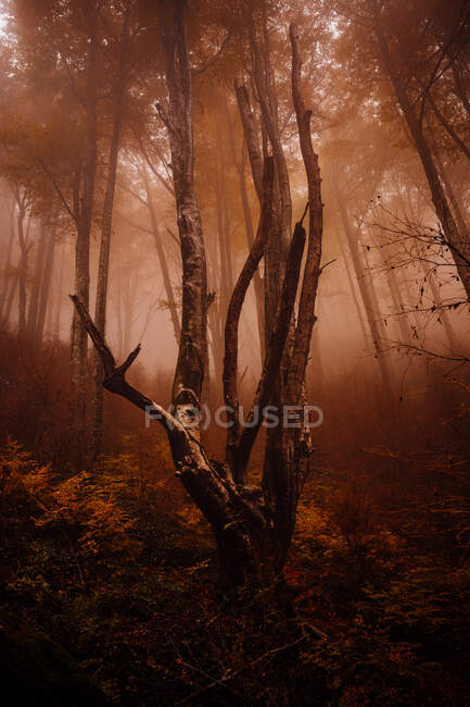 Ліс з осінніми кольорами серед туману — стокове фото
