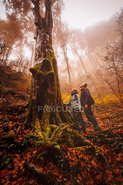 Personas en un bosque con colores otoñales entre niebla - foto de stock
