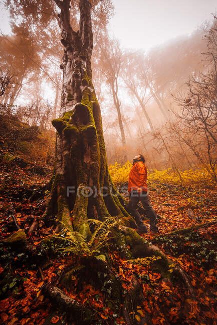 Людина в лісі з осінніми кольорами серед туману — стокове фото