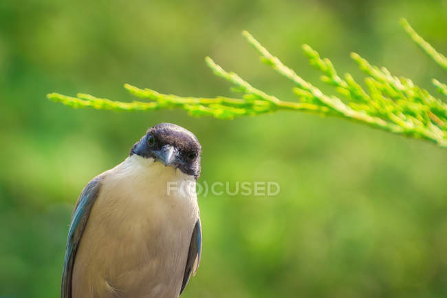 Gray and white curios bird looking at camera on green natural background in forest of Norway — Stock Photo