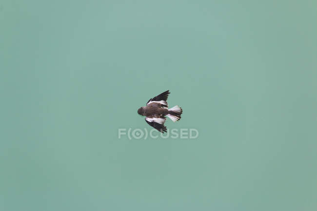 From below gray bird with black and white feathers flying in light turquoise sky in Austria — Stock Photo