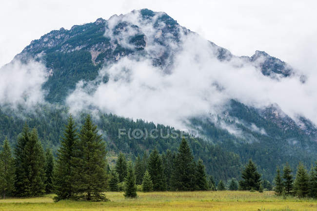 Evergreen mysterious trees on grassy valley at foot of mountains drowning in fog under clouds in Austria — Stock Photo