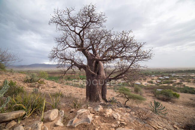 Lonely beautiful desert with exotic tress on sunny day — Stock Photo