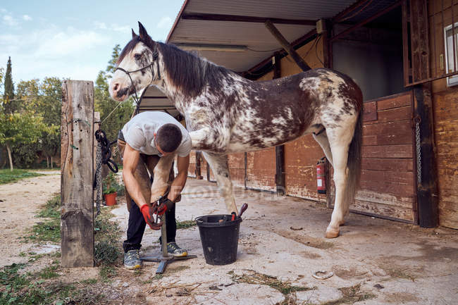 Farrier boy changing horseshoe in the stable — Stock Photo