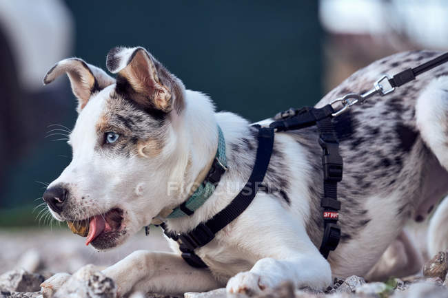 Collie di frontiera cucciolo con occhi azzurri giocare con una pietra nel giardino della sua casa legato con il guinzaglio — Foto stock