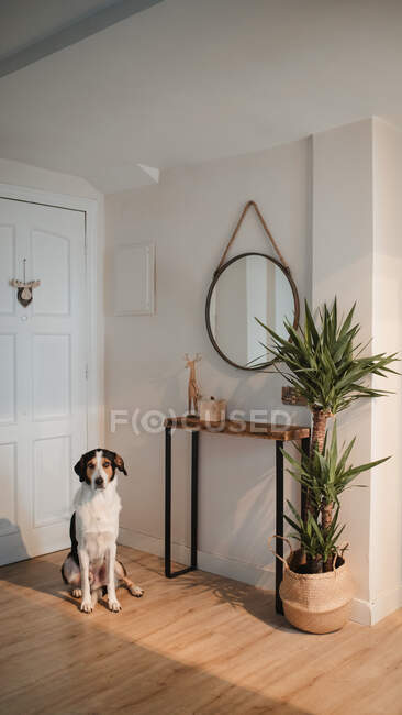 Obedient dog missing owner in apartment hallway — Stock Photo