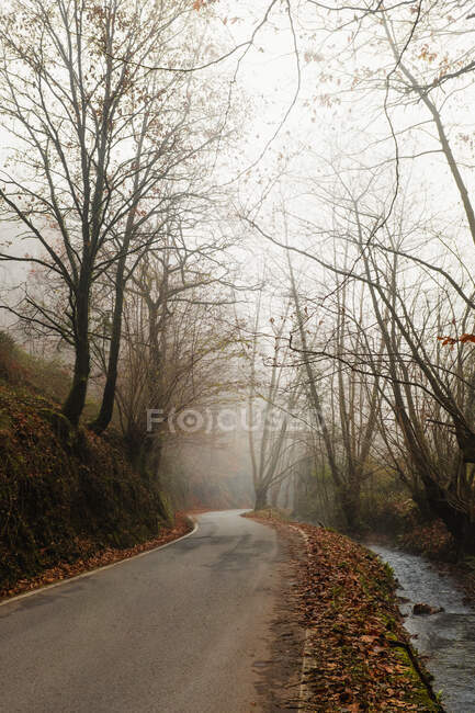 Порожня дорога в туманному осінньому лісі — стокове фото
