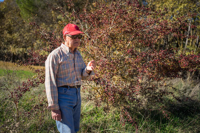 Старий зрілий чоловік в червоній шапці збирає червону дику ягоду — стокове фото