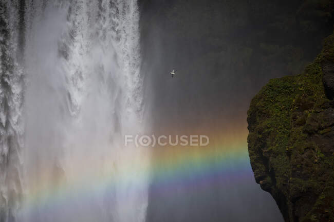 Прекрасный вид на мощный водопад и птицу, летящую над красочной радугой в Исландии — стоковое фото