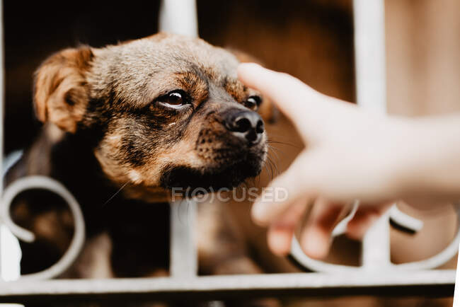 Curioso perro mirando a través de valla de metal - foto de stock