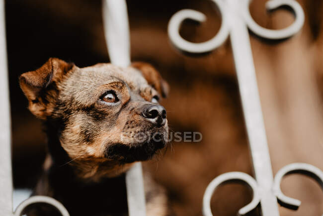 Cão curioso olhando através de cerca de metal — Fotografia de Stock