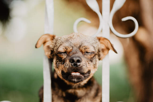 Curioso perro mirando a través de valla de metal - foto de stock