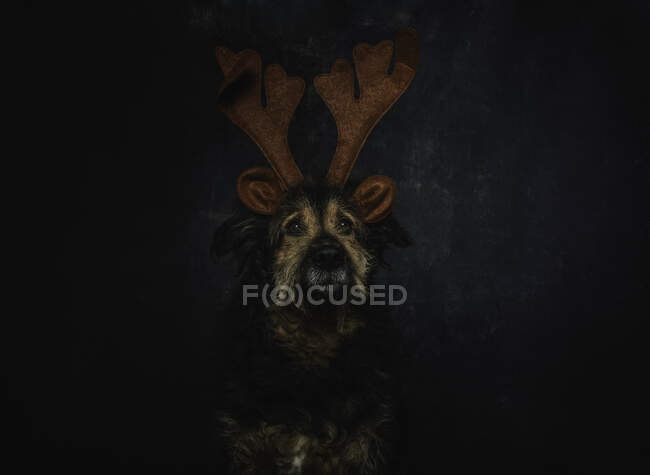 Little dog in funny Christmas costume — Stock Photo