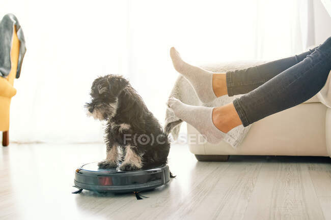 Cute puppy sitting on round black robotic vacuum cleaner while crop woman sitting on sofa in light room with laminate floor — Stock Photo
