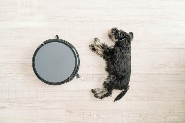 Blick von oben auf den niedlichen kleinen Hund, der auf hellem Holzboden neben haustierfreundlichen Staubsaugerrobotern schläft — Stockfoto