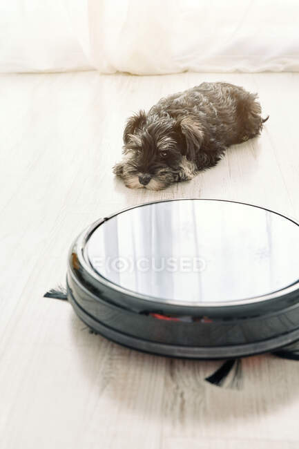 Вид зверху милий маленький собака спить на світлій дерев'яній підлозі поруч з домашнім робототехнічним пилососом — стокове фото