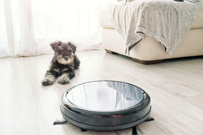 Vista superior de lindo perrito acostado en el suelo de madera al lado de la aspiradora robótica que admite mascotas - foto de stock