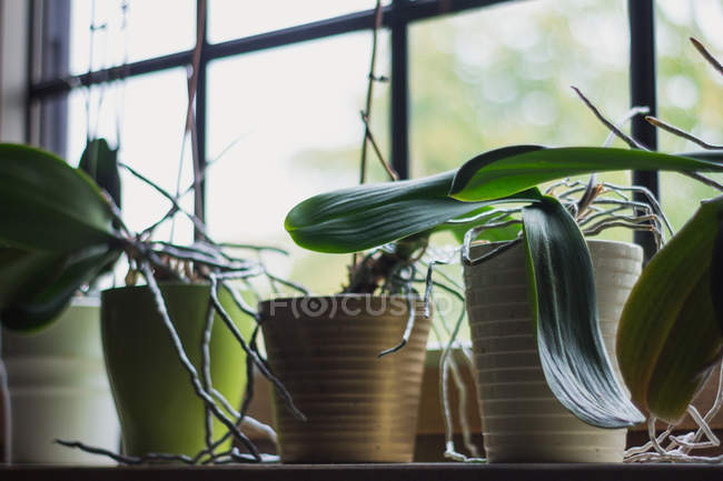 Уютная гостиная с различными горшечными растениями в пластиковом горшке на силле в доме — стоковое фото