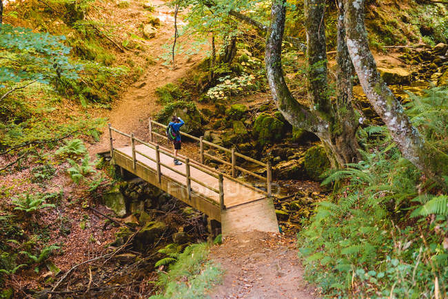 Vue arrière du touriste debout sur un pont en bois et regardant le paysage naturel en forêt tout en prenant des photos avec caméra — Photo de stock