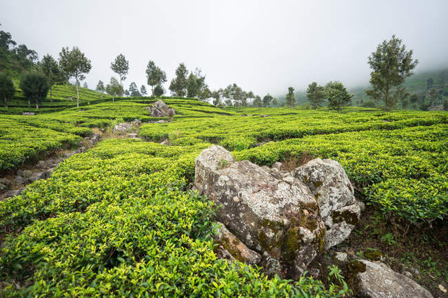 Vista panorâmica de maravilhosos campos de chá verde em Haputale no Sri Lanka — Fotografia de Stock