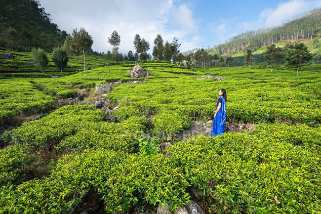 Femme joyeuse dans les vêtements traditionnels bleus regardant loin tout en se tenant sur les prairies de thé à Haputale au Sri Lanka — Photo de stock