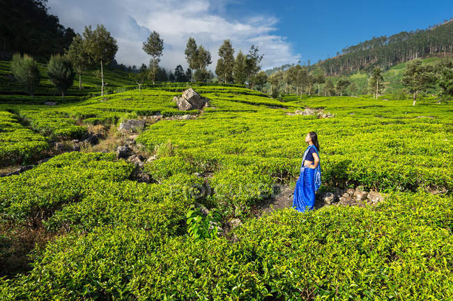 Mujer alegre en ropa azul tradicional mirando hacia otro lado mientras está de pie en los prados de té en Haputale en Sir Lana - foto de stock