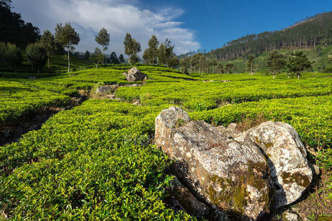 Vista panorámica de los maravillosos campos de té verde en Haputale en Sri Lanka - foto de stock