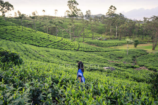 Vista posterior de la mujer con ropa tradicional azul mirando hacia otro lado mientras está de pie en los prados de té en Haputale en Sri Lanka - foto de stock