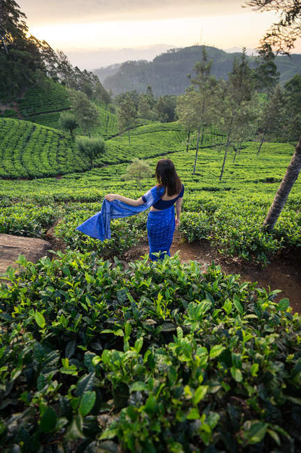 Ззаду жінки в синьому традиційному одязі, що відводить погляд, стоячи на чайних луках у Хапуталі (Шрі - Ланка). — стокове фото