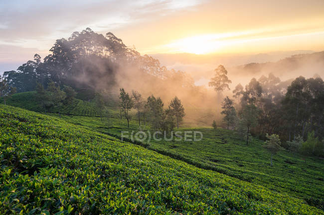 Vista panorámica de la maravillosa mañana brumosa en los campos de té verde en Haputale en Sri Lanka - foto de stock