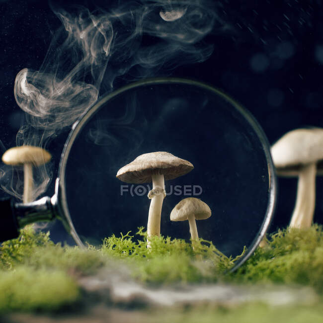Magnifier with smoke and mushrooms among moss — Stock Photo