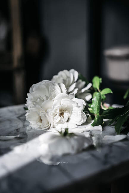 Gros plan roses blanches douces — Photo de stock