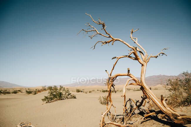 Landscape of death tree with bushes and yellow dunes in desert of USA on sunny day — Stock Photo