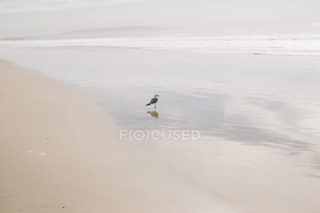 Pequeñas olas en la playa de arena - foto de stock