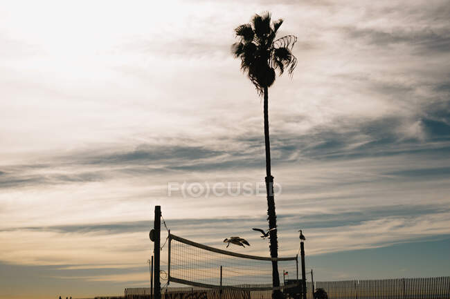 Dunkle Silhouette einer dünnen Palme, die hoch in den wolkenverhangenen Himmel ragt und Möwen auf einem Volleyballnetz am Strand von Venedig, USA — Stockfoto