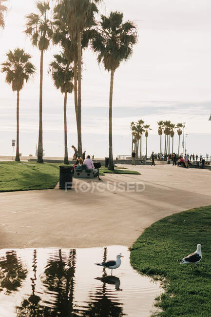 Superbe paysage avec mouettes au bord de l'eau sur des sentiers le long de palmiers exotiques dans le parc de la plage de Venise, États-Unis — Photo de stock