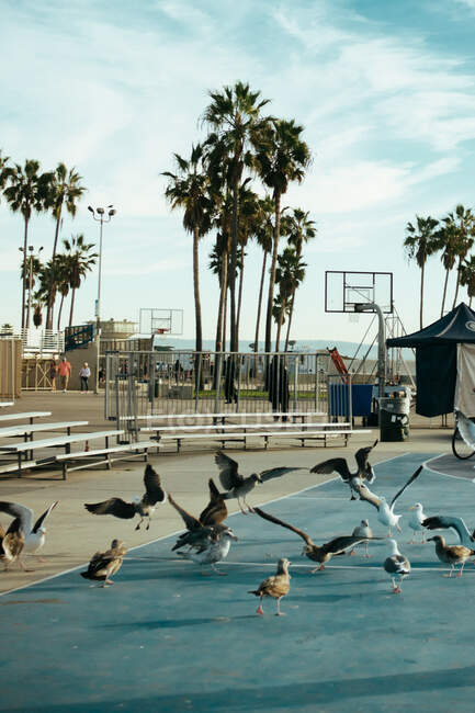 Grandes gaivotas saudáveis decolando e batendo asas na pista de esportes azul na quadra de vôlei na praia de Veneza, EUA — Fotografia de Stock